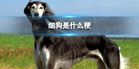 细狗是什么梗 女生说男生细狗是什么意思