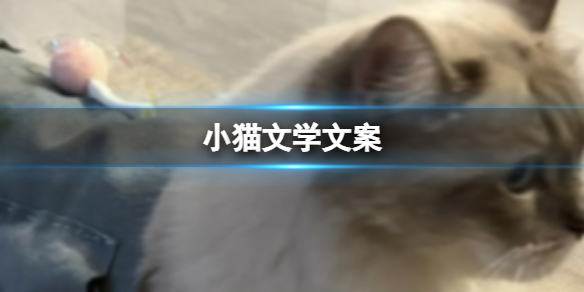 小猫文学文案 小猫文学有哪些文案